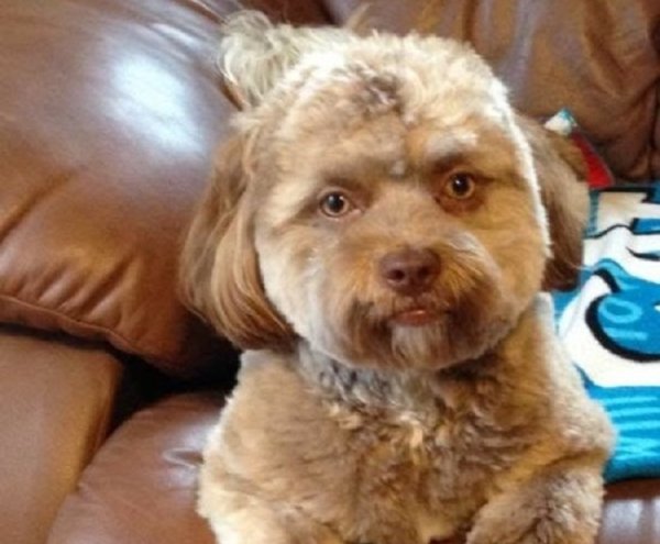 Собкас человеческим лицом.