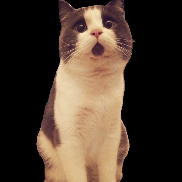 Котики без заднего фона