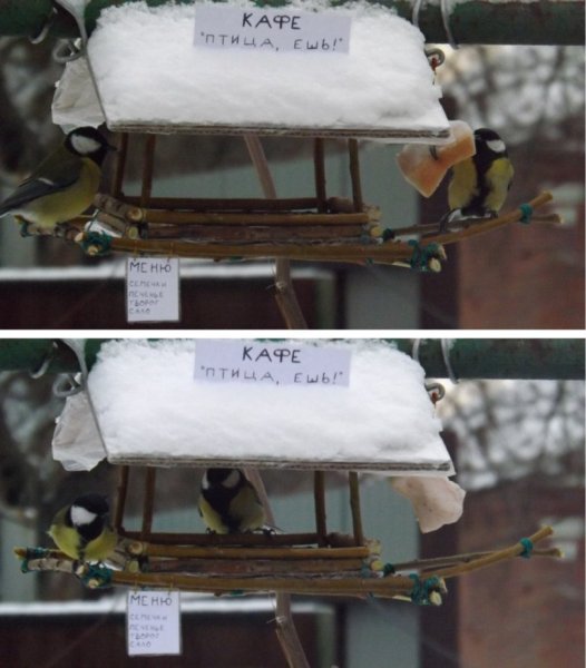 Прикольные кормушки для птиц