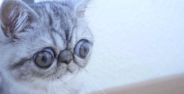 Кошка с выпученными глазами