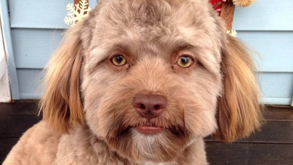 Пес с человеческим лицом