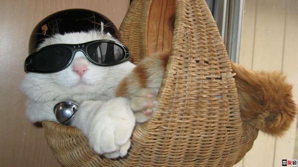 Кот пофигист