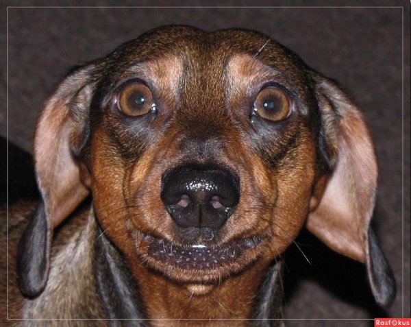 Такса глазки