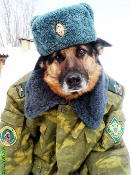 Собака в военной форме