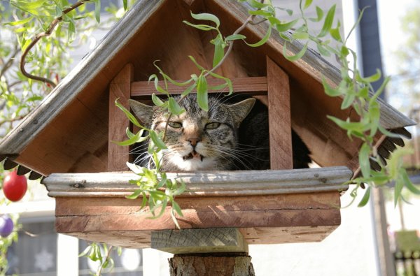 Кот в кормушке для птиц