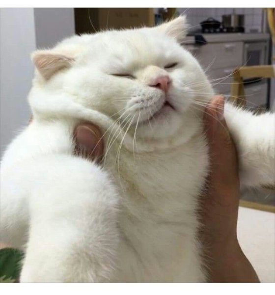 Кот с щечками