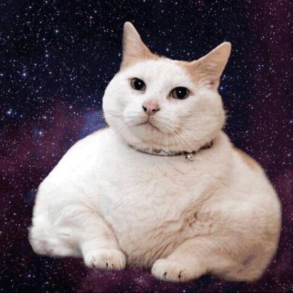 Толстая кошка