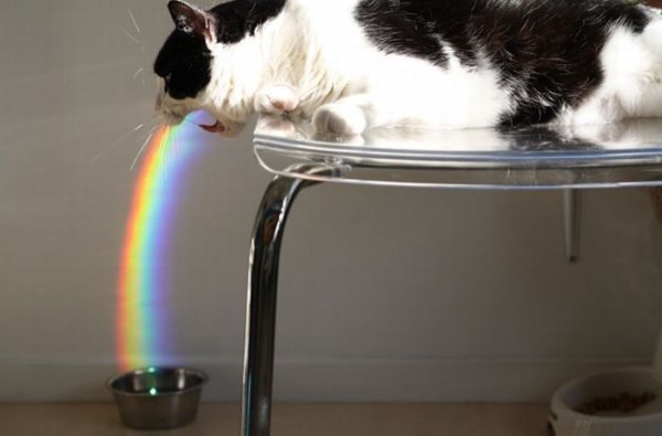 Коты рыгают