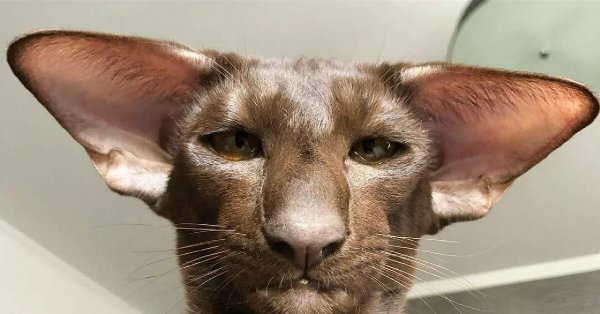 Ориентальная кошка Добби