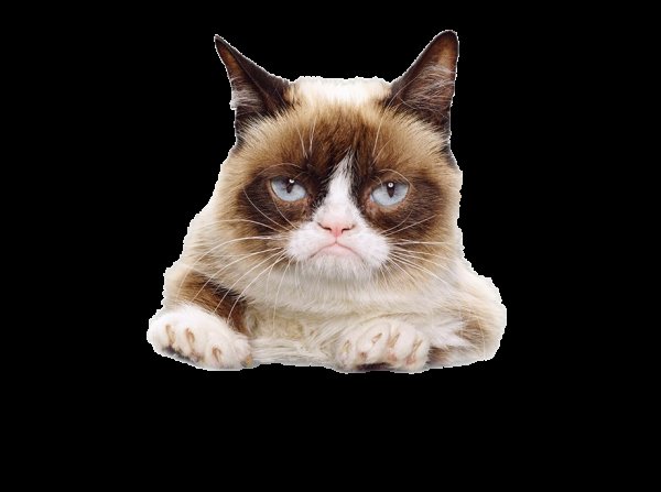 Угрюмый кот