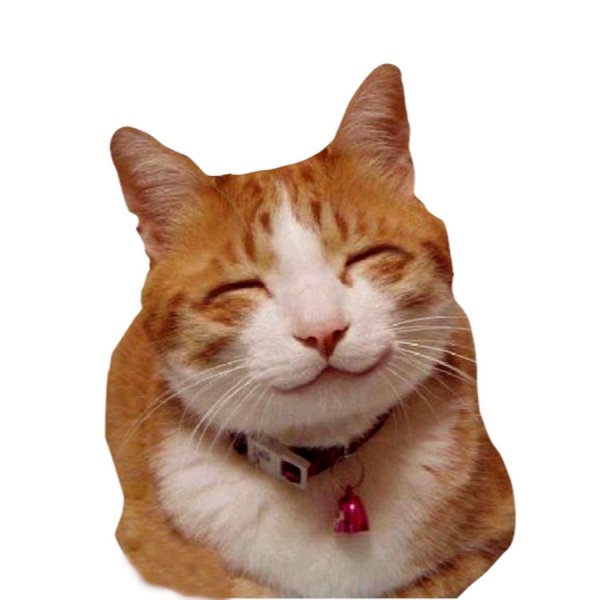 Радостный кот