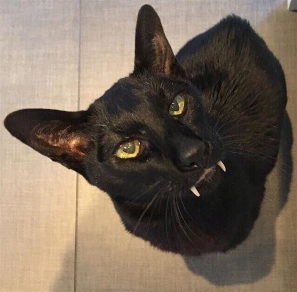 Порода Ориентал Добби