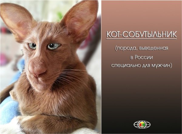 Смешные породы кошек