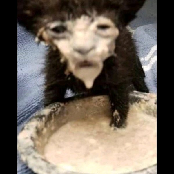 Кот с мордой в сметане