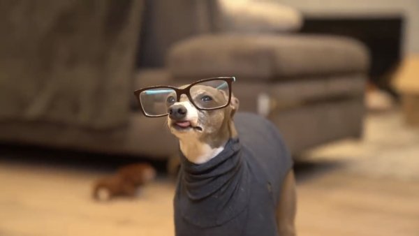 Мем Левретка в солнцезащитных очках