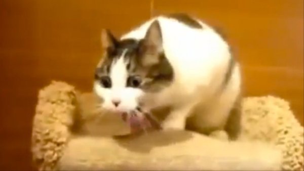 Кот поперхнулся