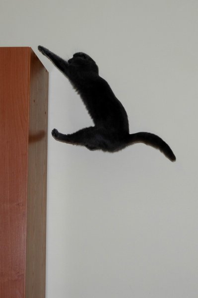 Черный кот в прыжке