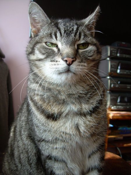 Котенок пофигист