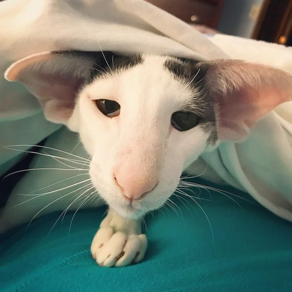 Кот ориентал