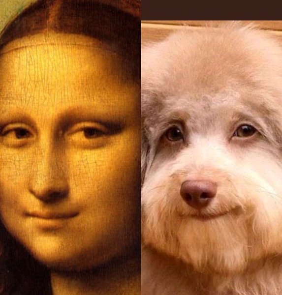 Со ака с лицом человека