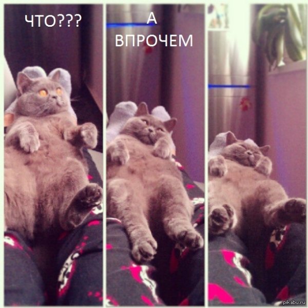 Разные реакции котов