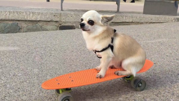 Собака на скейте