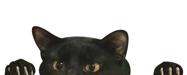 Кошка выглядывает