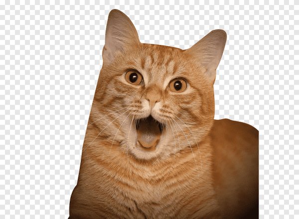 Кошка на прозрачном фоне