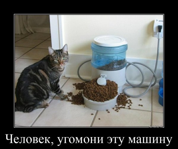 Коты и автоматические кормушки