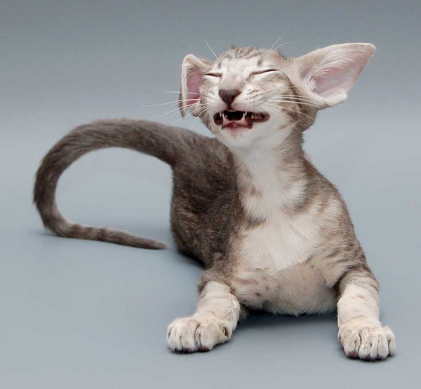 Кот грузин порода Ориентал