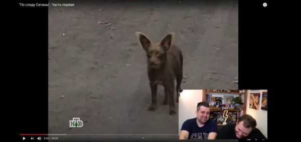 Собака с человеческим лицом Криминальная Россия