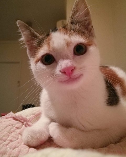 Популярные с котами без надписей