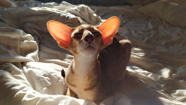 Ориентальная кошка обои на рабочий стол