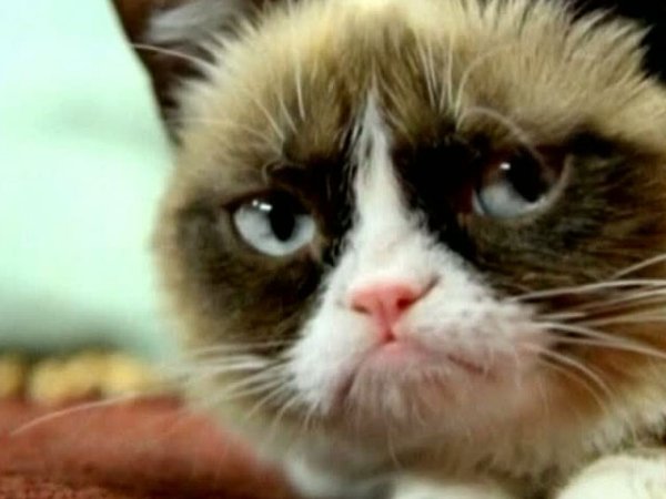 Кот с недовольной мордой