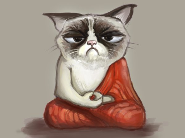 Кот в медитации