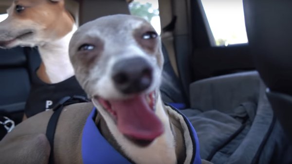 Кермит Джена Марблс порода