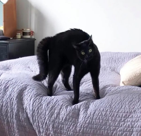 Тыгыдык кот