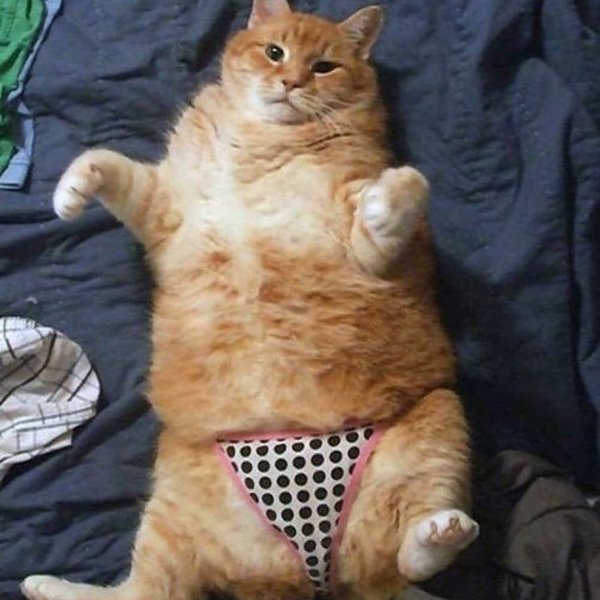 Толстый кот в трусах