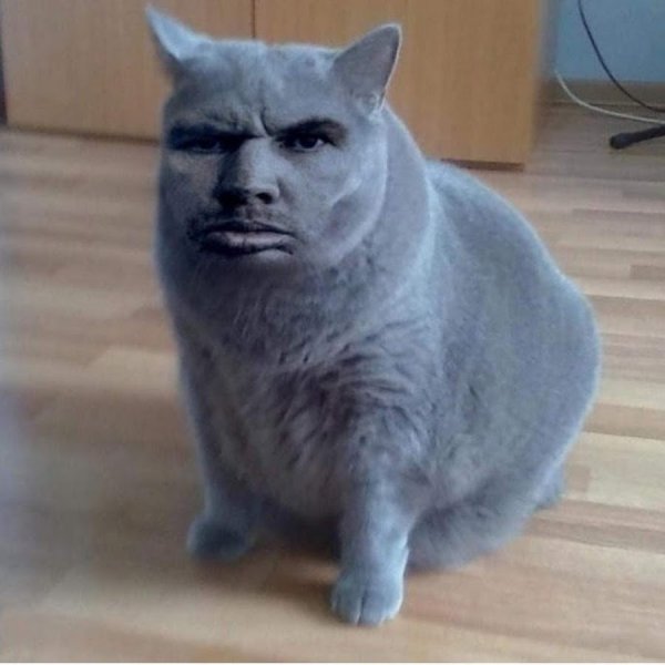 Кот не понимает