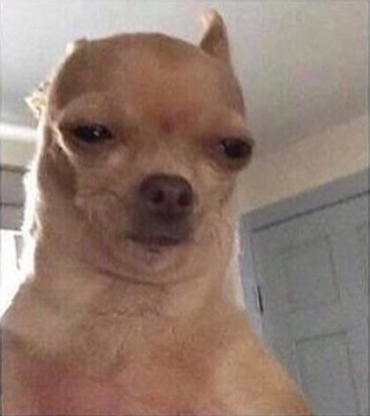 Чихуа щурится