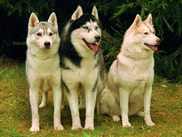 Порода собак лайка хаски