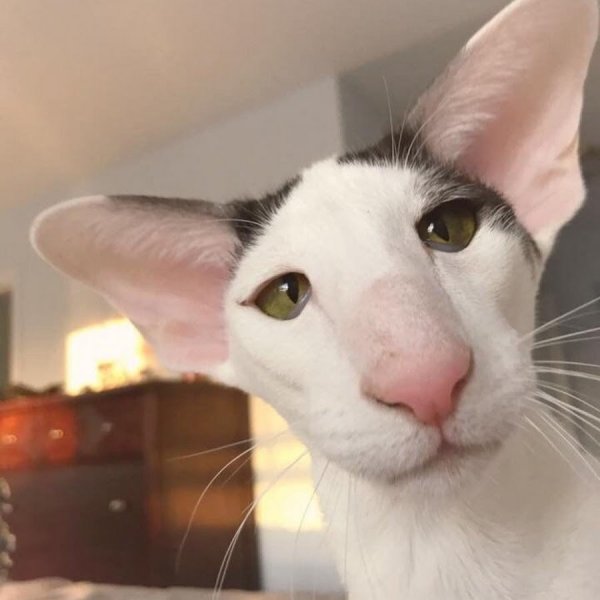 Грузинская кошка и Ориентальная кошка