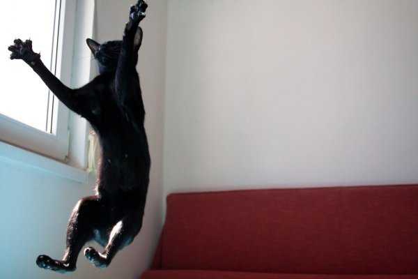 Черный кот прыгает