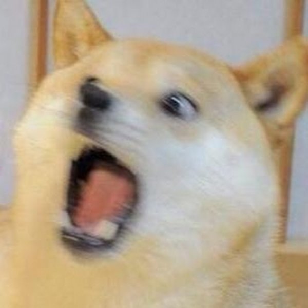 Собака орет