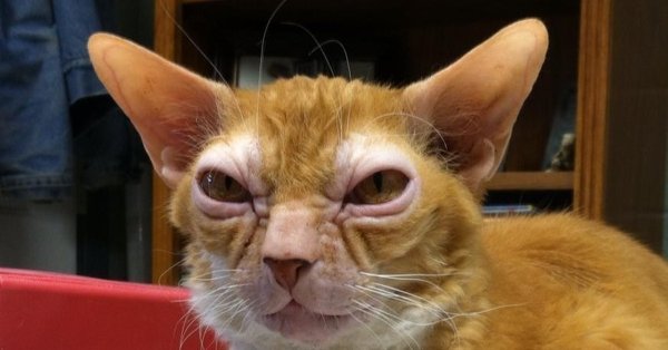 Кот грузин порода Ориентал