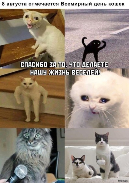 С котами знаменитые