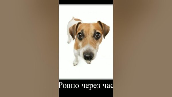 Мем пофиг тебе да