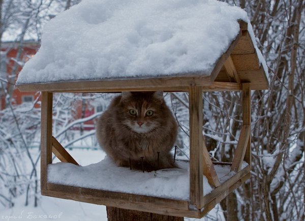 Кормушка для кота