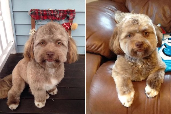 Собака с человеческим лицом