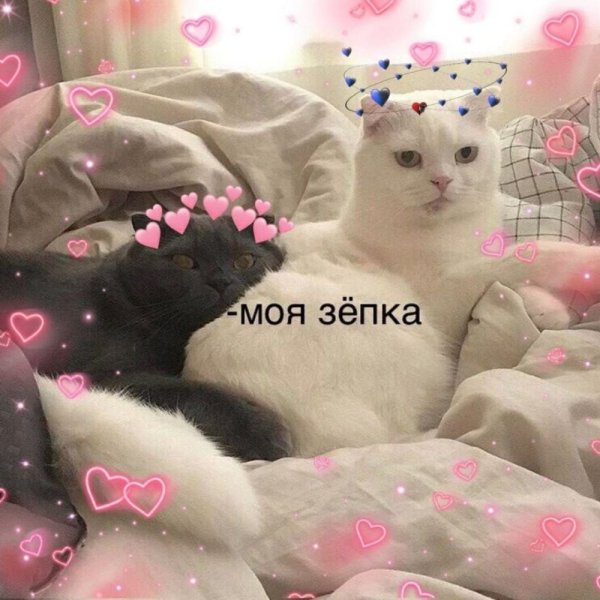 Милые котики тьмок